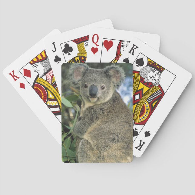 Koala, Phascolarctos cinereus), endangered, Playing Cards (Back)