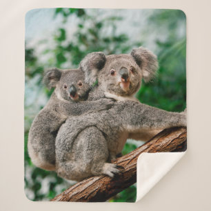 Koala, phascolarctos cinereus, Female carrying You Sherpa Blanket