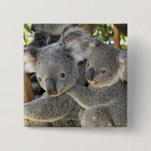 Koala Phascolarctos cinereus Queensland . 2 Inch Square Button