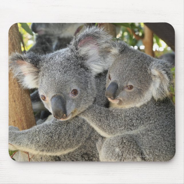 Koala Phascolarctos cinereus Queensland . Mouse Pad (Front)