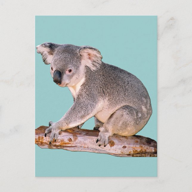 Koala Picture Postcard (Front)