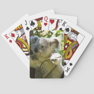 koala playing cards