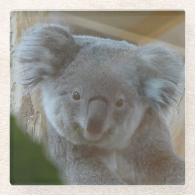 Koala Portrait Coaster (Front)