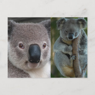 Koala Postcard