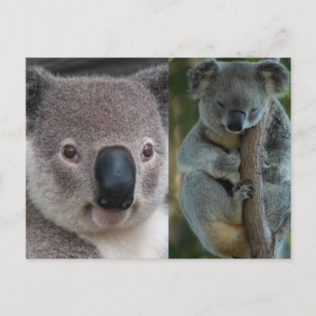 Koala Postcard (Front)