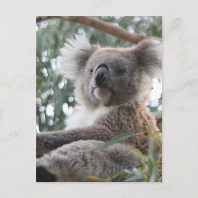 Koala Postcard (Front)