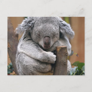 Koala Postcard