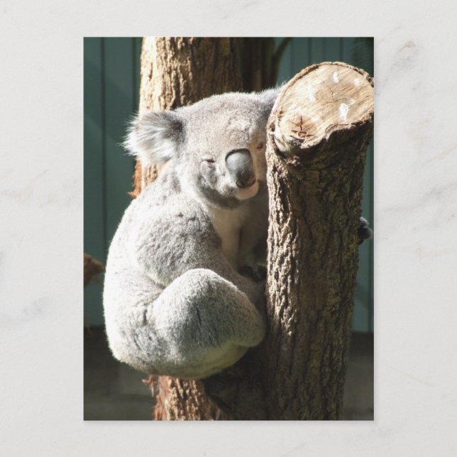 Koala Postcard (Front)