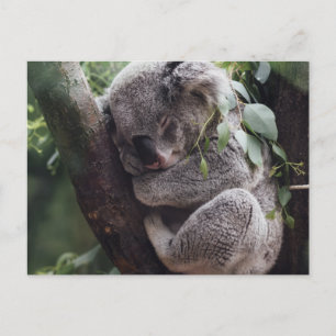 Koala Postcard