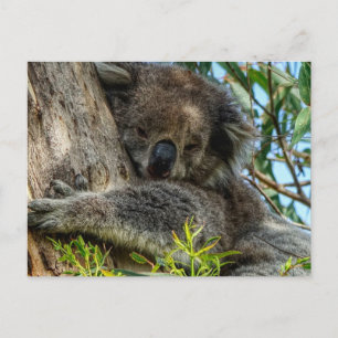Koala Postcard