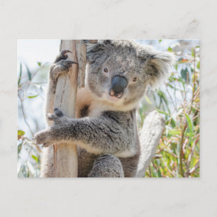 Koala Postcard