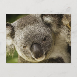 Koala Postcard