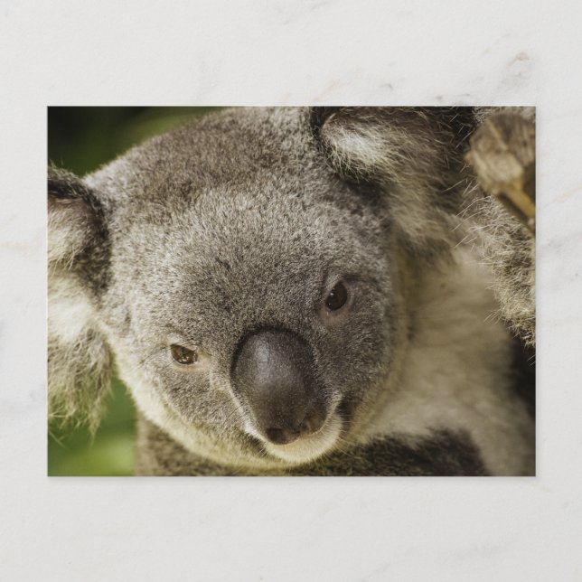 Koala Postcard (Front)