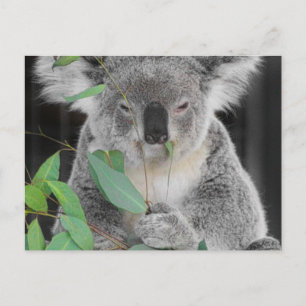 Koala Postcard