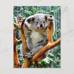 Koala Postcard