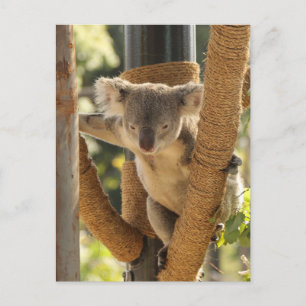 Koala Postcard