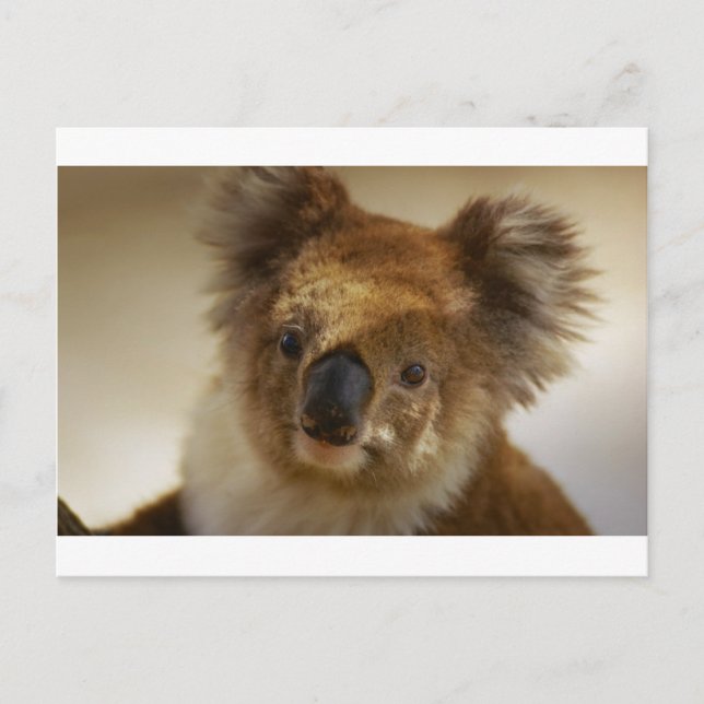 Koala Postcard (Front)