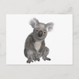 Koala Postcard