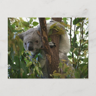 Koala Postcard