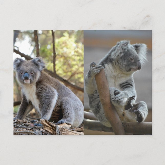 Koala Postcard (Front)