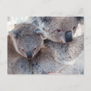 Koala Postcard