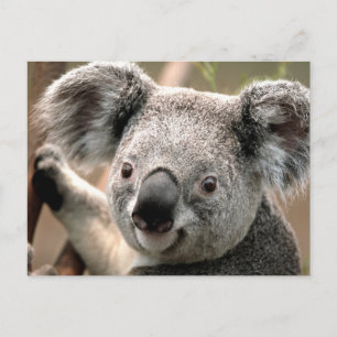 Koala Postcard