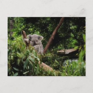 koala postcard