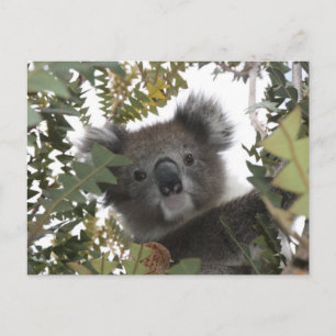 Koala Postcard