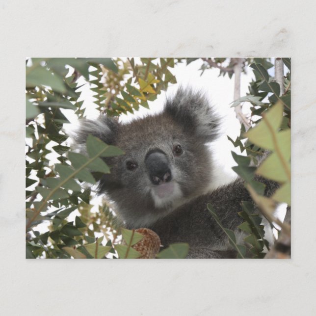 Koala Postcard (Front)