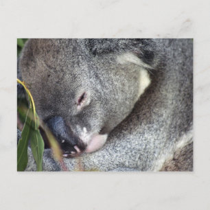 Koala Postcard