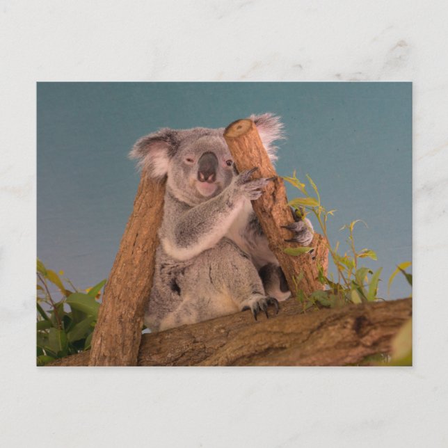 Koala Postcard (Front)