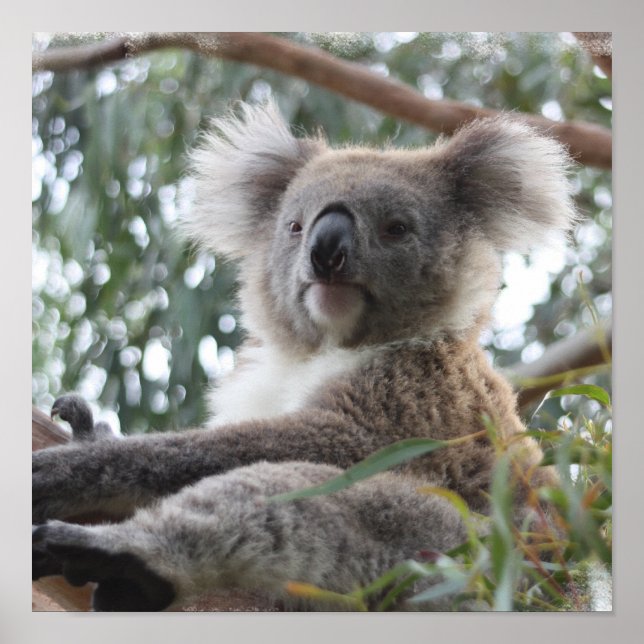 Koala Poster (Front)
