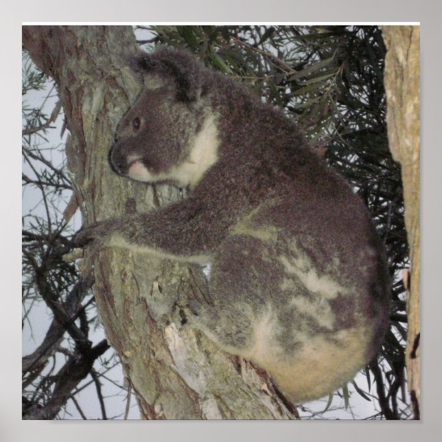 Koala Poster (Front)