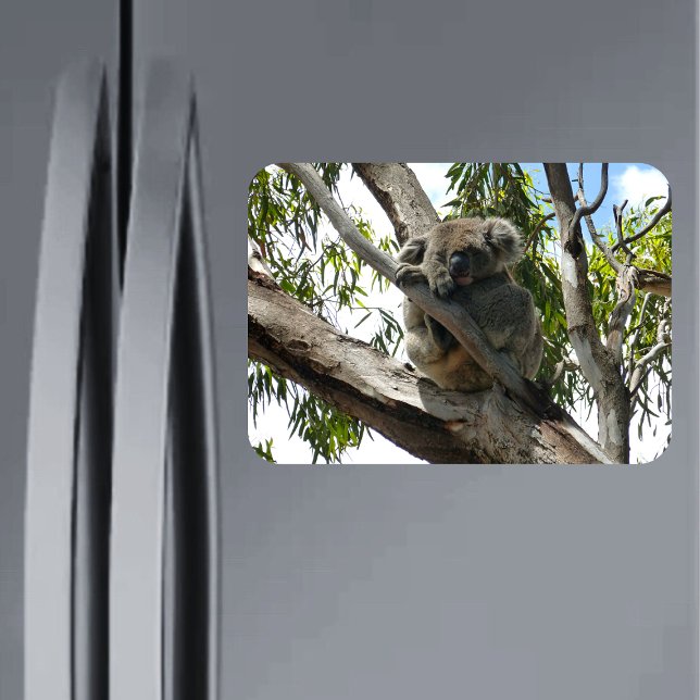 Koala - Sleeping  Magnet (Creator Uploaded)