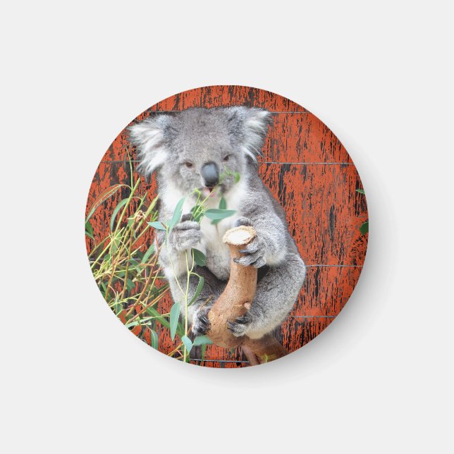 Koala Snack Time Magnet (Front)