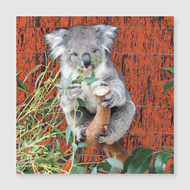 Koala Snack Time Magnetic Card (Front)