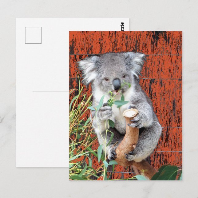Koala Snack Time Postcard (Front/Back)