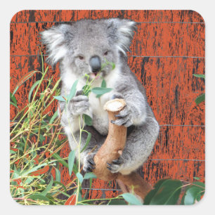 Koala Snack Time Square Sticker