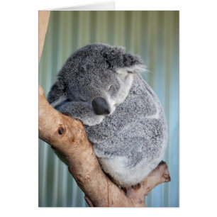 Koala somnolent