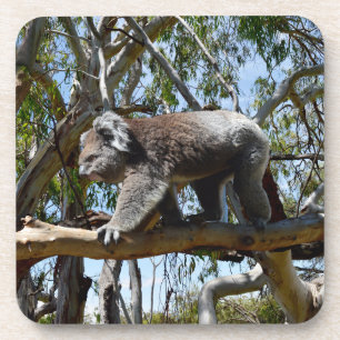Koala Walking On Tree Branch, Coaster