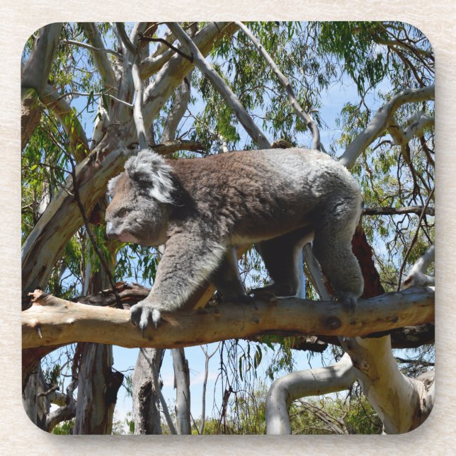 Koala Walking On Tree Branch, Coaster (Front)