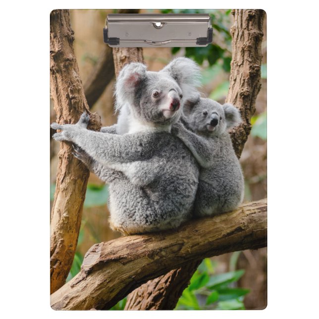 Koala with Baby in a Tree in Australia Clipboard (Front)