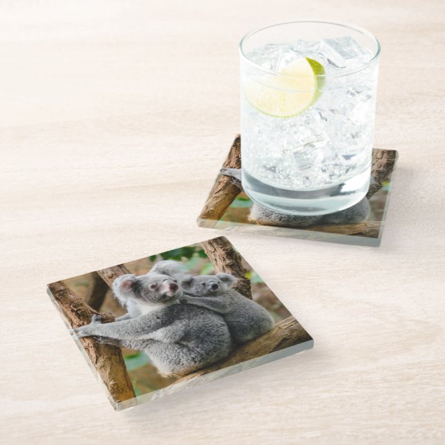 Koala with Baby in a Tree in Australia Glass Coaster (Angled)