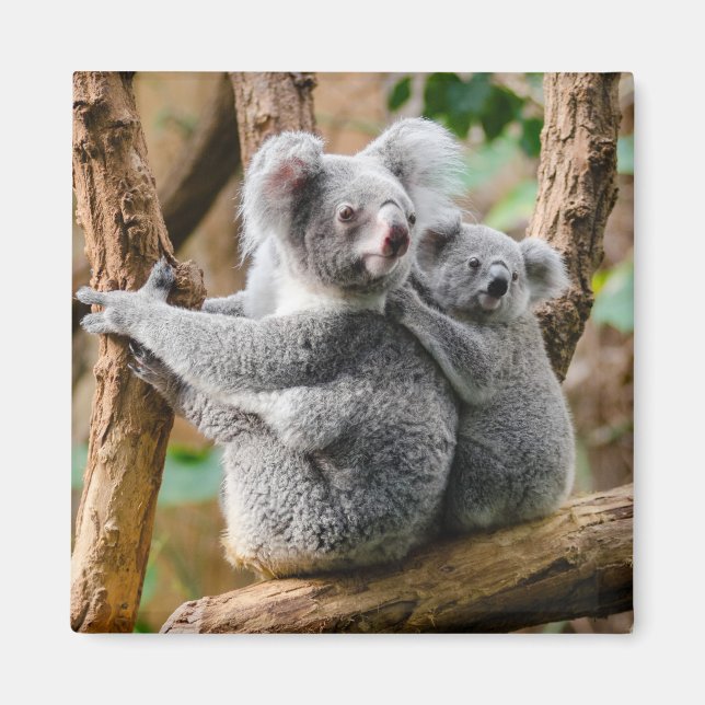 Koala with Baby in a Tree in Australia Magnet (Front)