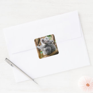 Koala with Baby in a Tree in Australia Square Sticker