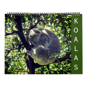 koalas 2025 large calendar