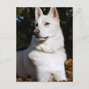 Kodah The White Shepherd Wolfdog Postcard