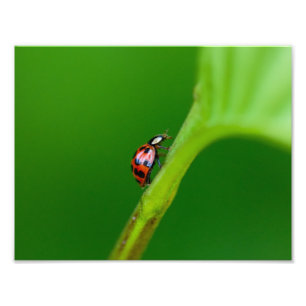 Kodak Professional Photo Paper (Satin) Photo Enlar