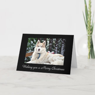 Kodi - Snow Bench Holiday Card