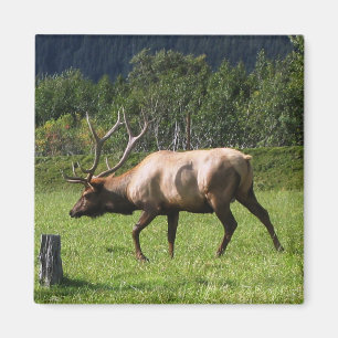 Kodiak, Alaska Elk Outdoor Photo Designed Magnet